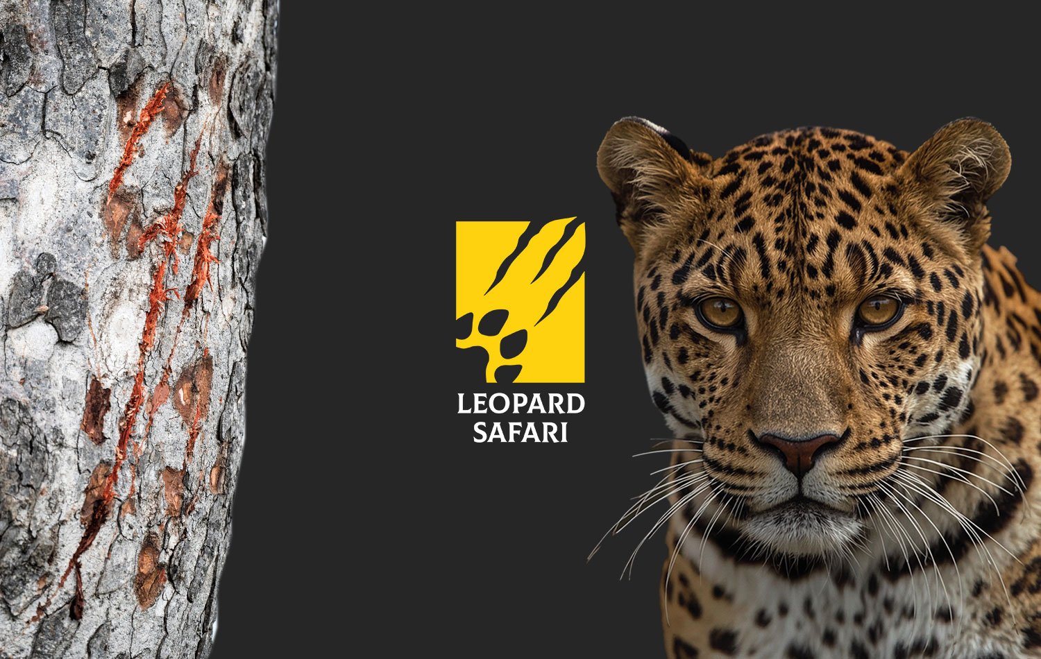 Scratch Marked Tree on left Leopard Safari Logo in the middle and Leopard on the right side