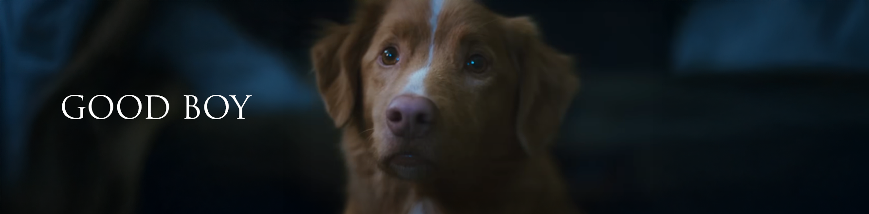 Indy the dog from Good Boy (2025) horror movie with film title text
