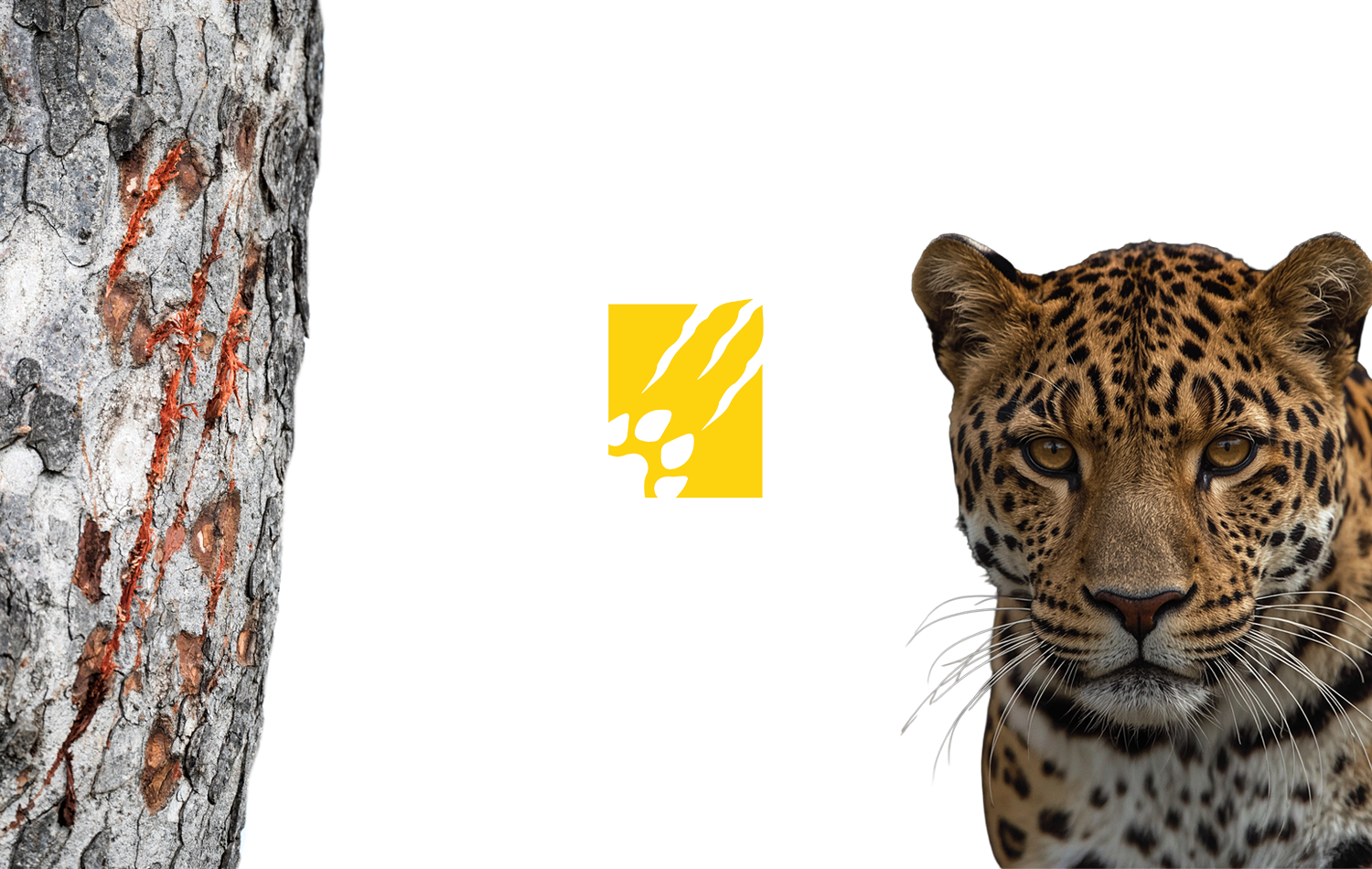 Leopard Safari safari logo design hero image — yellow square icon with leopard claw scratch marks and paw print beside a close-up leopard face and tree bark with claw marks on white background